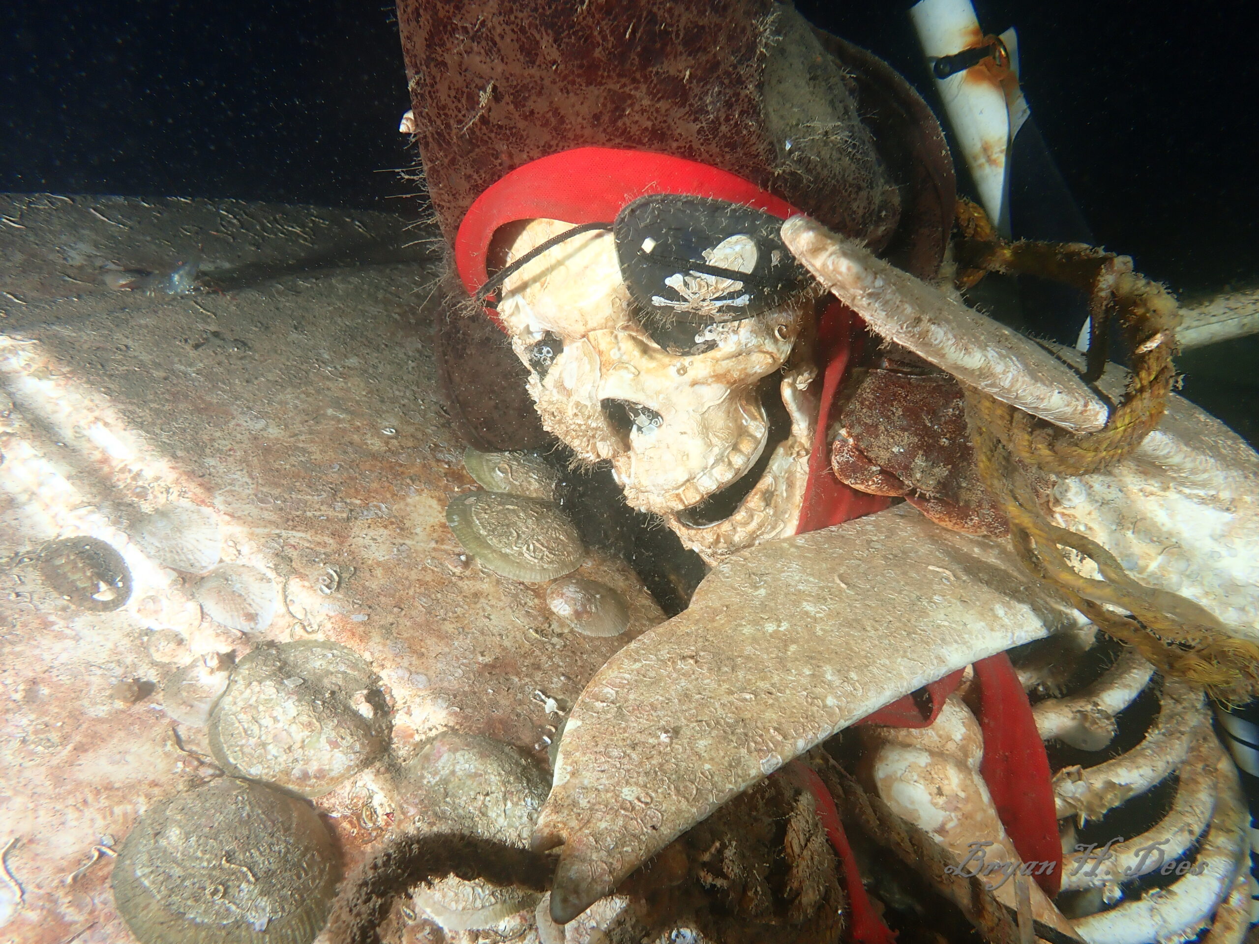 Pirate skeleton