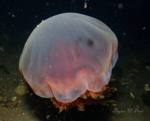 Lions mane Jellyfish