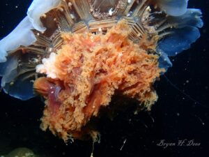 Lions mane Jellyfish