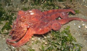 Red Octopus