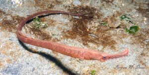 Pipefish