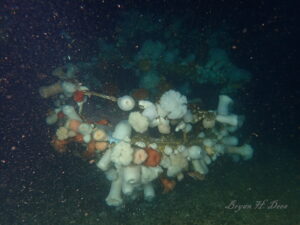 Sunken Boat