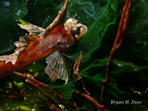 Sail-Fin-Sculpin