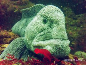 Wolf Eel