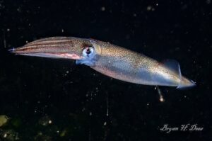 Translucent Squid