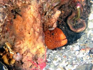 juvenile wolf eel