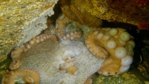 Great Pacific Octopus