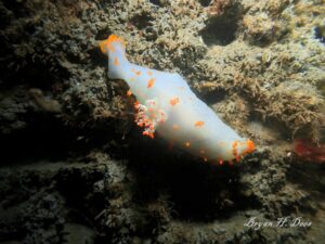 Nudibranch