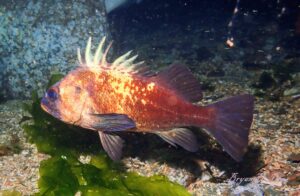 Rockfish