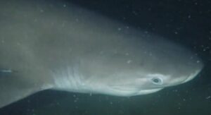 bluntnose sixgill shark